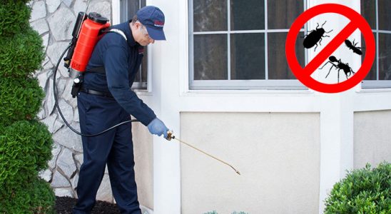 Kocaali Kene İlaçlama böcek ilaçlama ve haşere kontrolü — ilaclama-tr.com